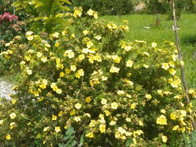 potentilla fruticosa Goldfinger