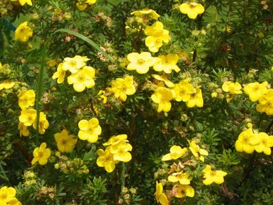 potentilla fruticosa Goldfinger