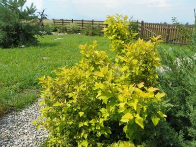 physocarpus Dart's Gold