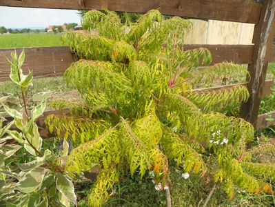 rhus typhina Laciniata