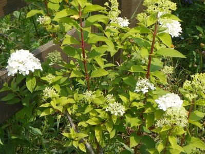 hydrangea paniculata Limelight