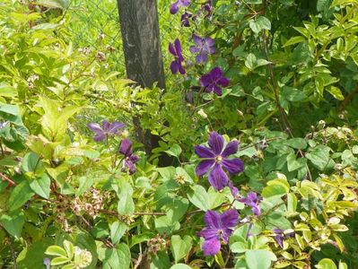 clematis Negritjanka