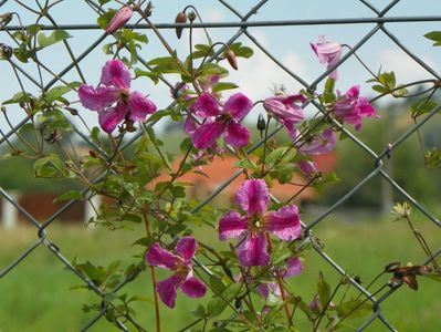 clematis Krakowiak