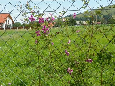 clematis Krakowiak