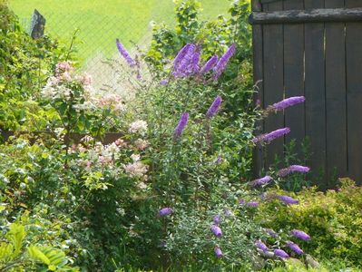 buddleja Empire Blue si hydrangea pan. Early Sensation