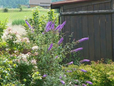 buddleja Empire Blue si hydrangea pan. Early Sensation