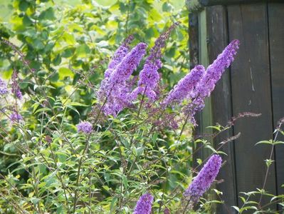 buddleja Empire Blue