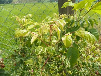 acer negundo Elegans