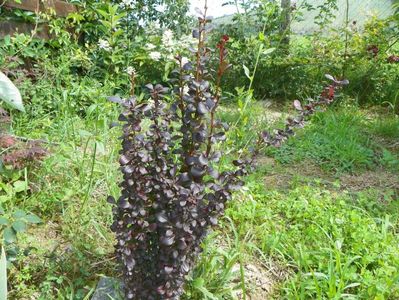 berberis Red Rocket