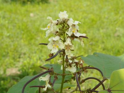 catalpa bungei