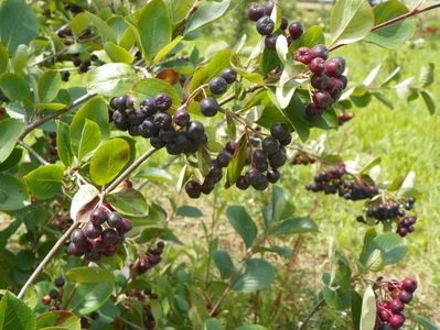 aronia melanocarpa Viking