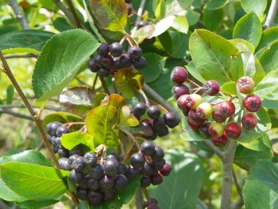 aronia melanocarpa Viking