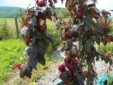 prunus cerasifera Trailblazer