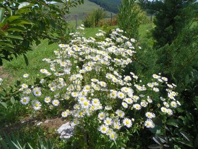 erigeron annuus