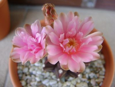 Gymnocalycium friedrichii