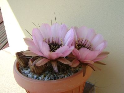 Lobivia jajoiana cv. anemone (Echinopsis marsoneri)