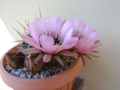 Lobivia jajoiana cv. anemone (Echinopsis marsoneri)