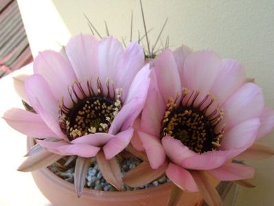 Lobivia jajoiana cv. anemone (Echinopsis marsoneri)