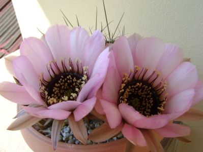 Lobivia jajoiana cv. anemone (Echinopsis marsoneri)