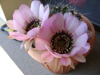 Lobivia jajoiana cv. anemone (Echinopsis marsoneri)