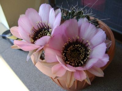 Lobivia jajoiana cv. anemone (Echinopsis marsoneri)