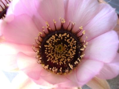 Lobivia jajoiana cv. anemone (Echinopsis marsoneri)