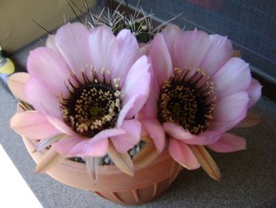 Lobivia jajoiana cv. anemone (Echinopsis marsoneri)