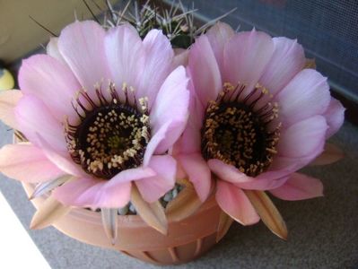 Lobivia jajoiana cv. anemone (Echinopsis marsoneri)