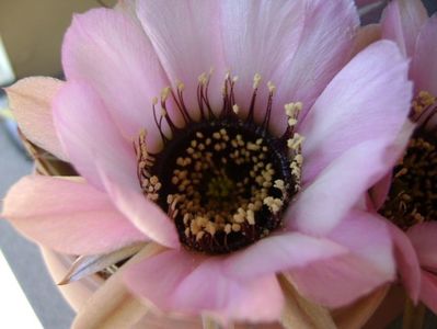 Lobivia jajoiana cv. anemone (Echinopsis marsoneri)