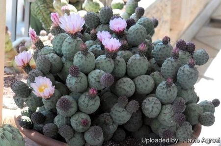 Tephrocactus alexanderi v. geometricus