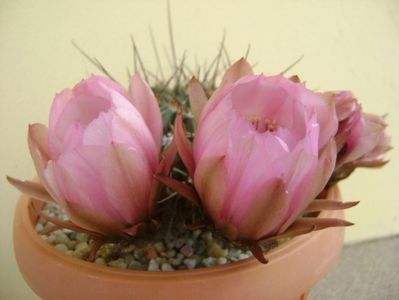 Lobivia jajoiana cv. anemone (Echinopsis marsoneri)