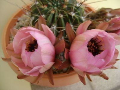 Lobivia jajoiana cv. anemone (Echinopsis marsoneri)