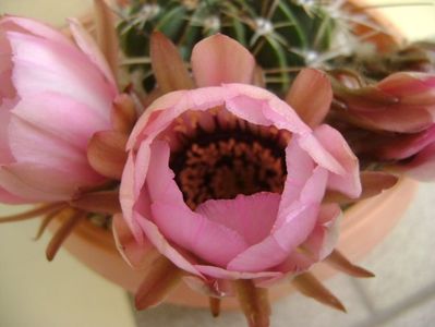 Lobivia jajoiana cv. anemone (Echinopsis marsoneri)