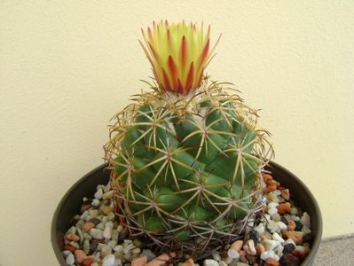 Coryphantha elephantidens v. sulcolanata