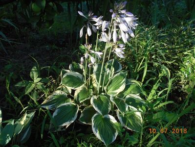 hosta patriot