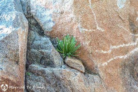 Agave albopilosa in natura - achizitionata