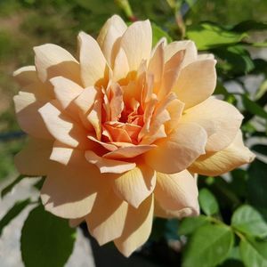 Grace. (Tufa); Apricot or apricot blend Shrub.
Registration name: AUSkeppy
Exhibition name: Grace ® ™
Bred by David C. H. Austin (1926-2018) (United Kingdom, 2001).
Introduced in United States by David Austin Roses 
