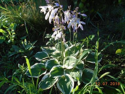 hosta patriot