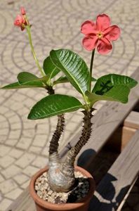 Pachypodium baronii ssp. windsorii - achizitionata