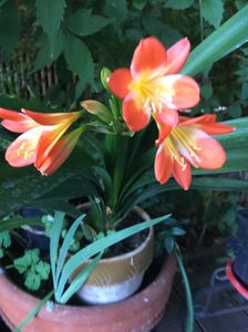 Clivia