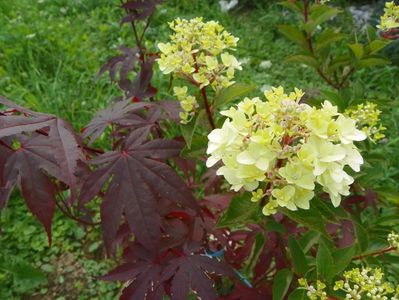 hydrangea paniculata Fraise Melba