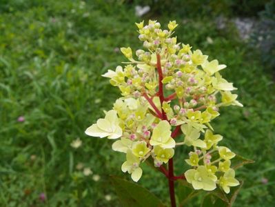 hydrangea paniculata Fraise Melba