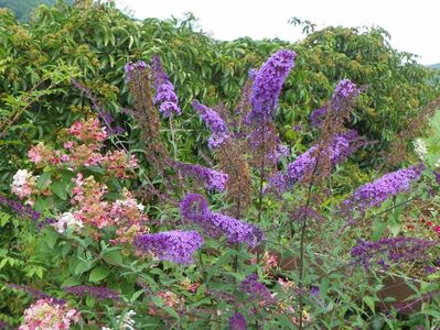 buddleja Empire Blue si hydrangea pan. Early Sensation