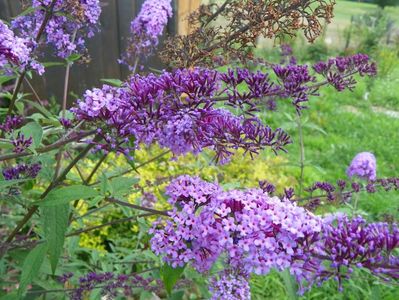 buddleja Empire Blue