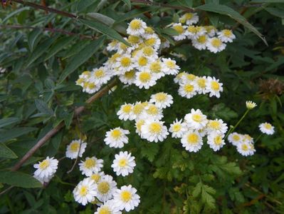 tanacetum parthenium