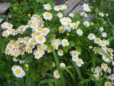 tanacetum parthenium