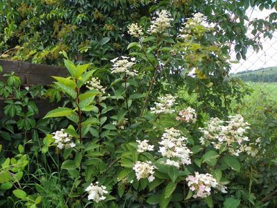 hydrangea paniculata Wim's Red