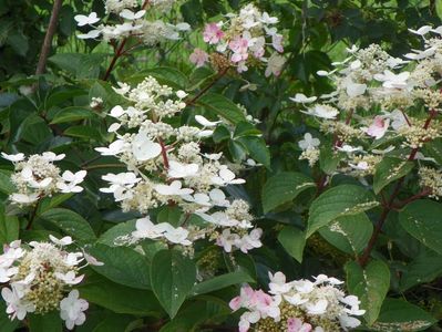 hydrangea paniculata Wim's Red