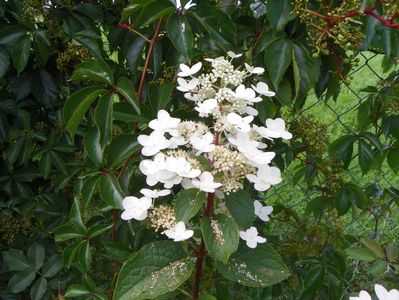 hydrangea paniculata Wim's Red