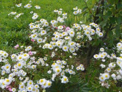 erigeron annuus